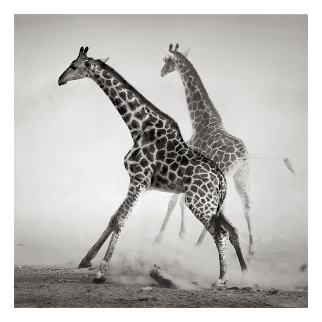 Quadri animali Giraffe a caccia