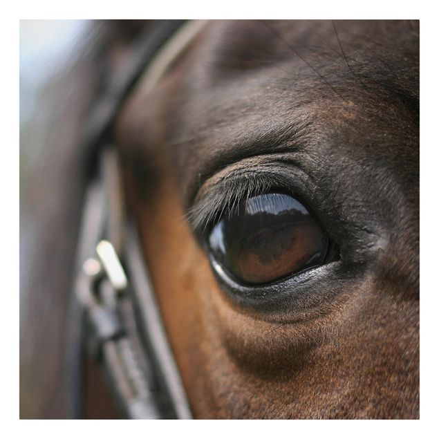 Quadri stampe Horse Eye No.3