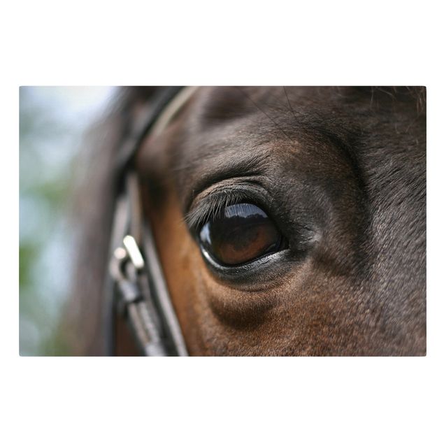 Quadro marrone Occhio di cavallo