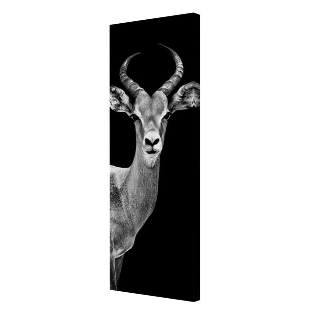 Stampe su tela Antilope Impala in bianco e nero
