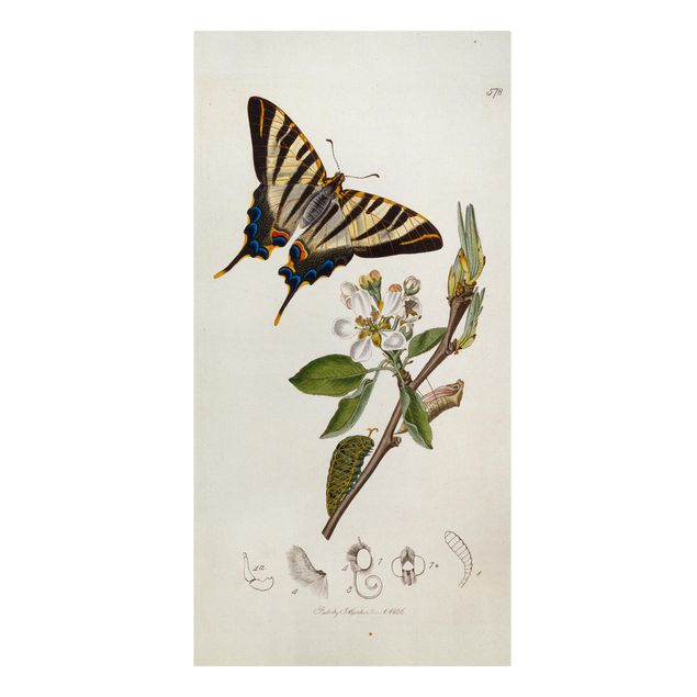 Quadri con fiori John Curtis - Una scarsa farfalla a coda di rondine