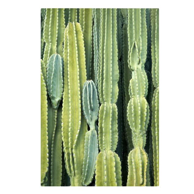 Quadri stampe Muro di cactus