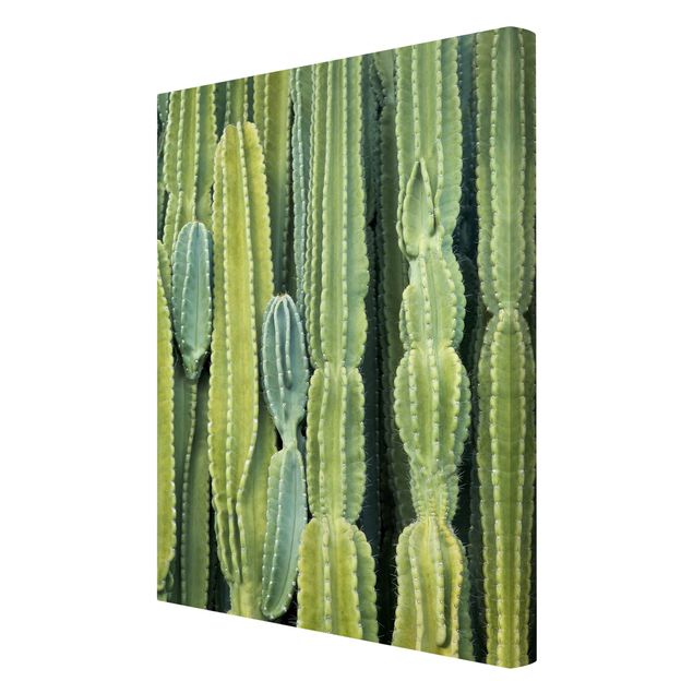 Quadri su tela Muro di cactus
