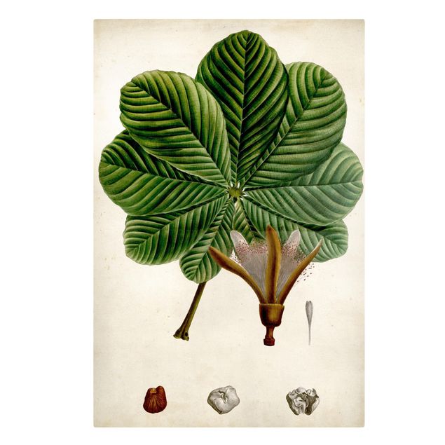 Quadri Poster con piante caducifoglie II
