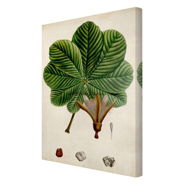 Stampa su tela Poster con piante caducifoglie II