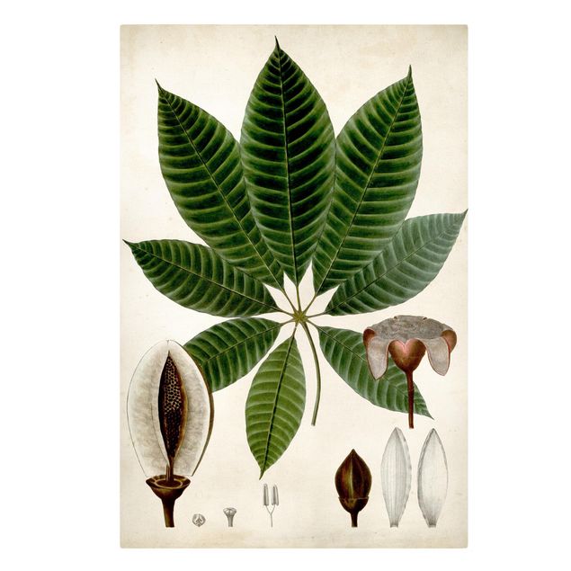 Quadri Poster con piante caducifoglie VII