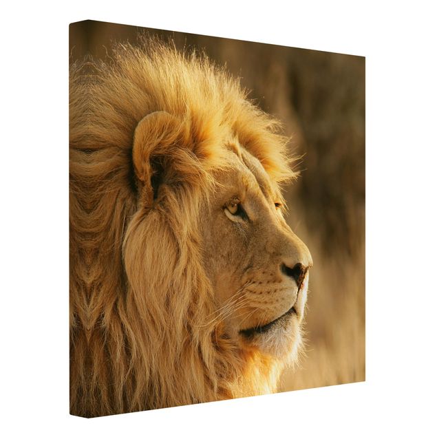 Tela leoni Lion King