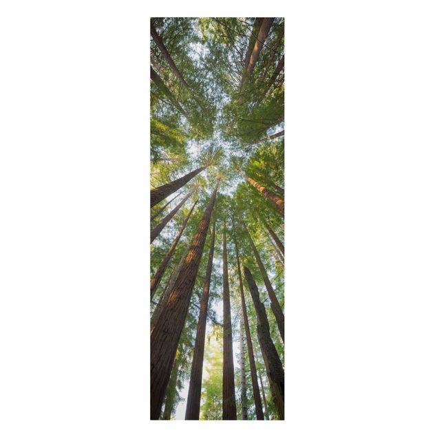 Quadri 3d Cime di Sequoia