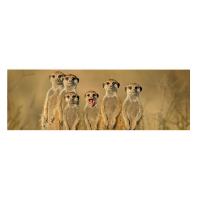 Quadri Famiglia di suricati