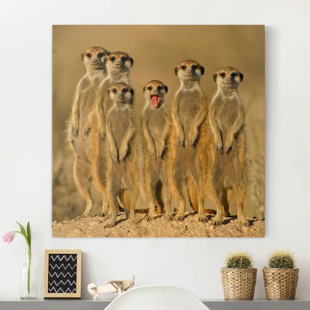 Quadri Africa Famiglia di suricati