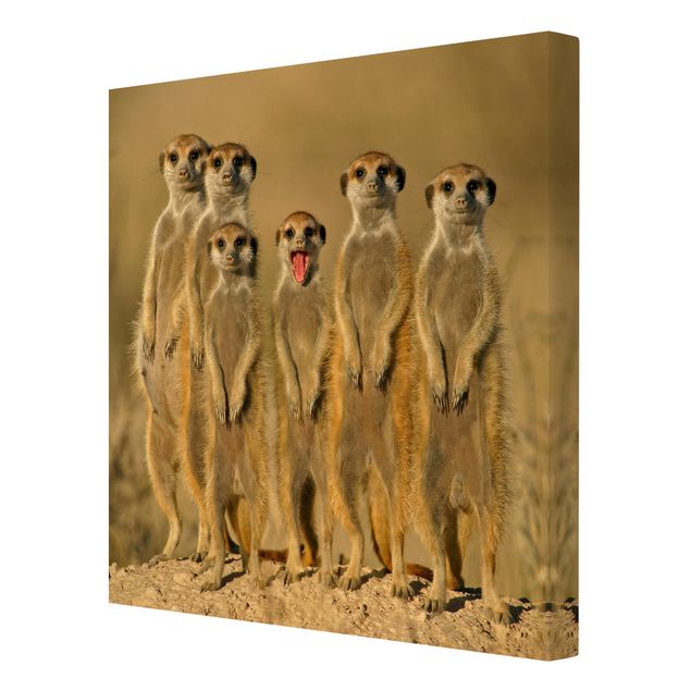 Stampe su tela Famiglia di suricati