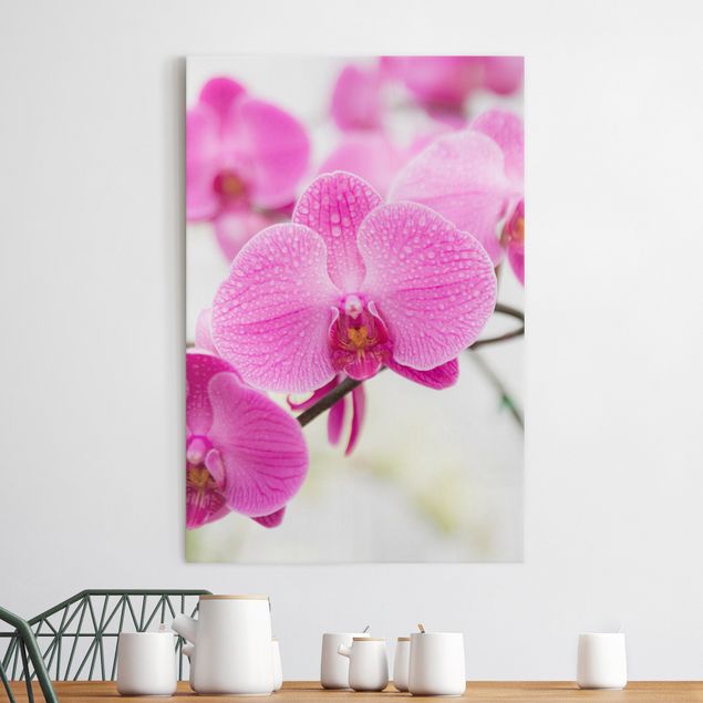 Quadri orchidee Orchidea ravvicinata