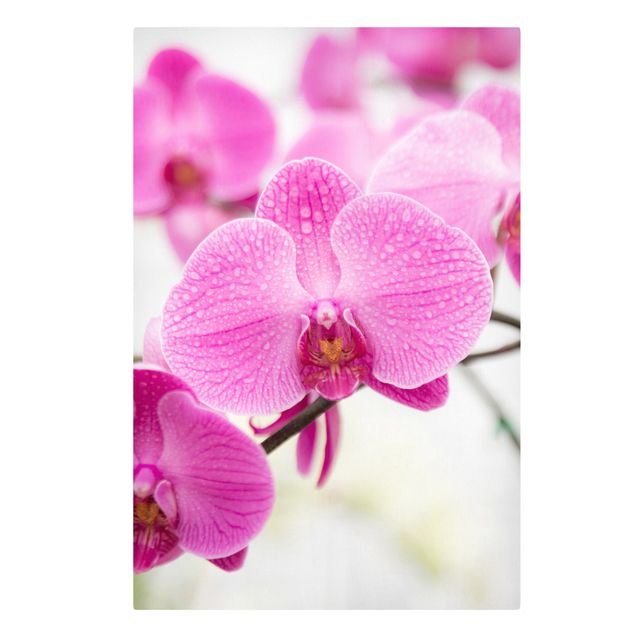 Quadri floreali moderni Orchidea ravvicinata