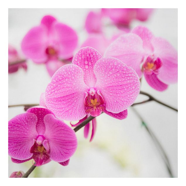 Quadri floreali moderni Orchidea ravvicinata