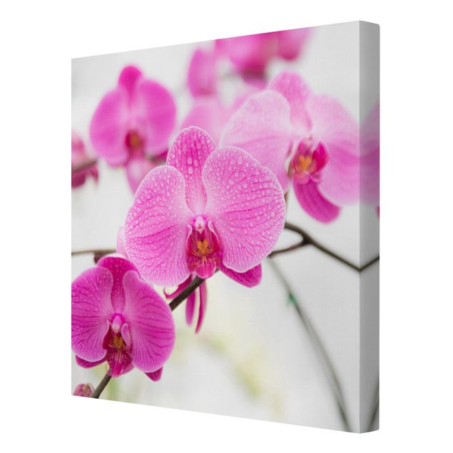Quadri stampe Orchidea ravvicinata