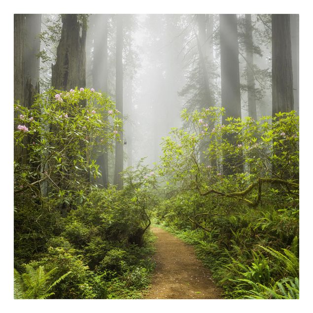 Quadro natura Sentiero della foresta nebbiosa