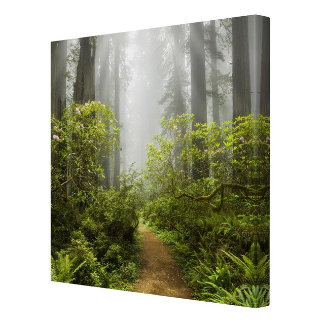Stampe su tela paesaggio Sentiero della foresta nebbiosa