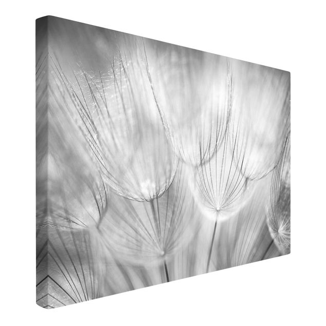 Quadri con fiori Dandelions macro shot in black and white