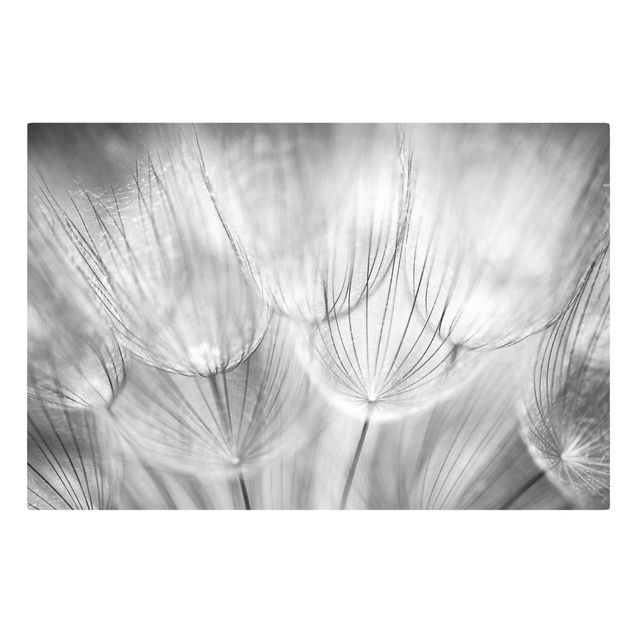 Quadri bianco e nero Dandelions macro shot in black and white