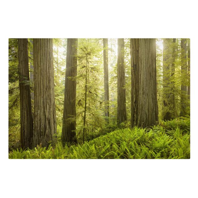 Quadri sulla natura Vista sulla foresta del parco statale di Redwood