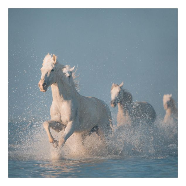 Quadro su tela animali Mandria di cavalli bianchi