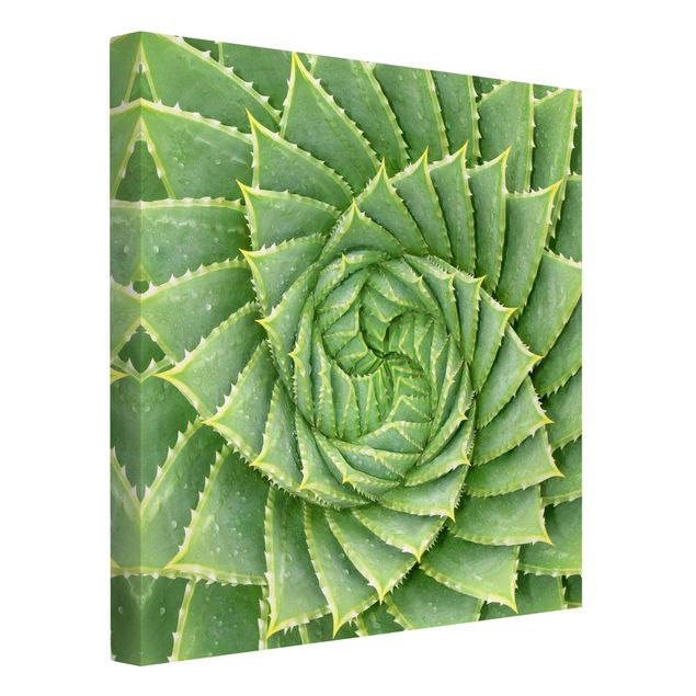 Quadri verdi Aloe a spirale