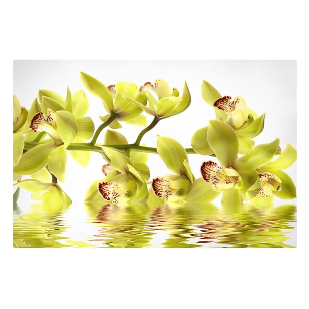 Quadri floreali moderni Splendide acque di orchidea
