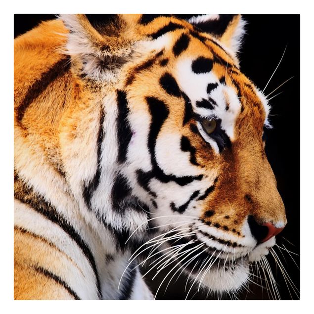 Quadri animali Bellezza della tigre