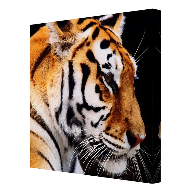 Quadri su tela animali Bellezza della tigre