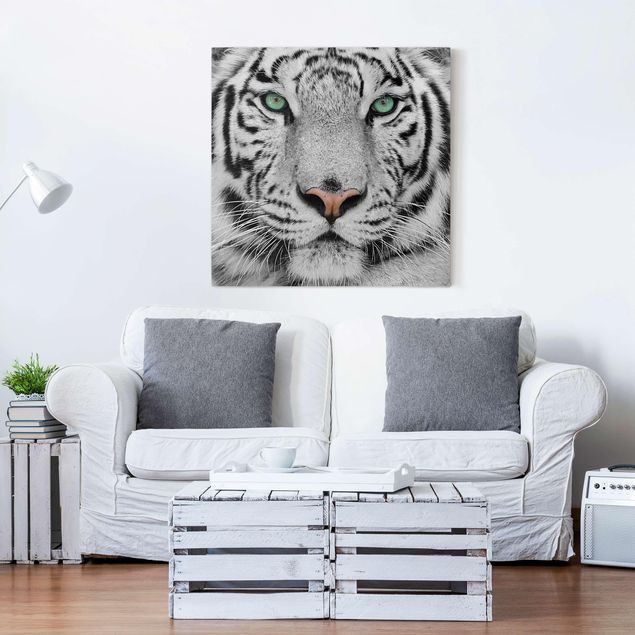 Quadri tigre Tigre bianca