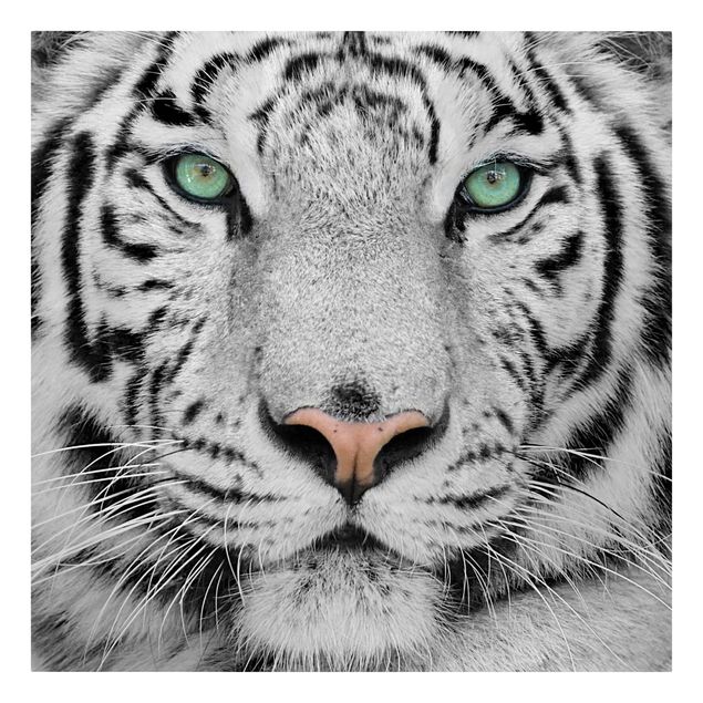 Quadri bianco e nero Tigre bianca