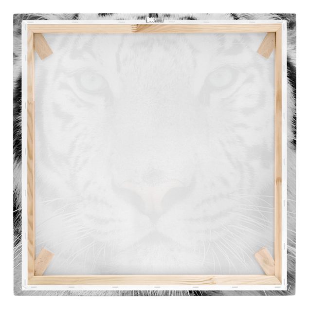Stampe Tigre bianca