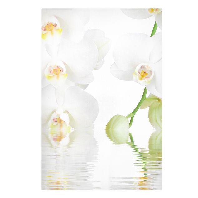 Quadri floreali Orchidea Spa - Orchidea bianca