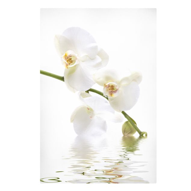 Quadro floreale Acque di orchidea bianca