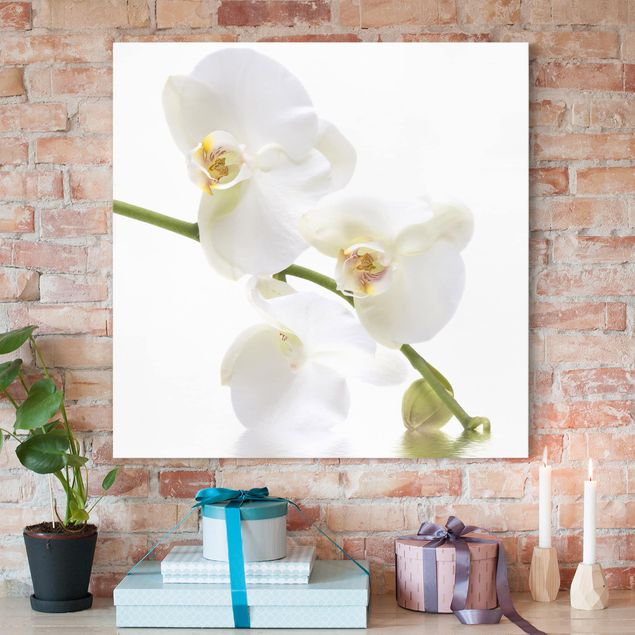 Quadro orchidea Acque di orchidea bianca