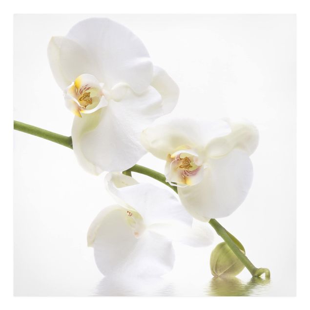 Quadro floreale Acque di orchidea bianca