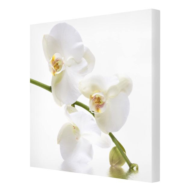 Quadri Acque di orchidea bianca