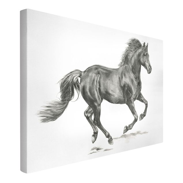 Quadri in bianco e nero Prova del cavallo selvaggio - Stallone