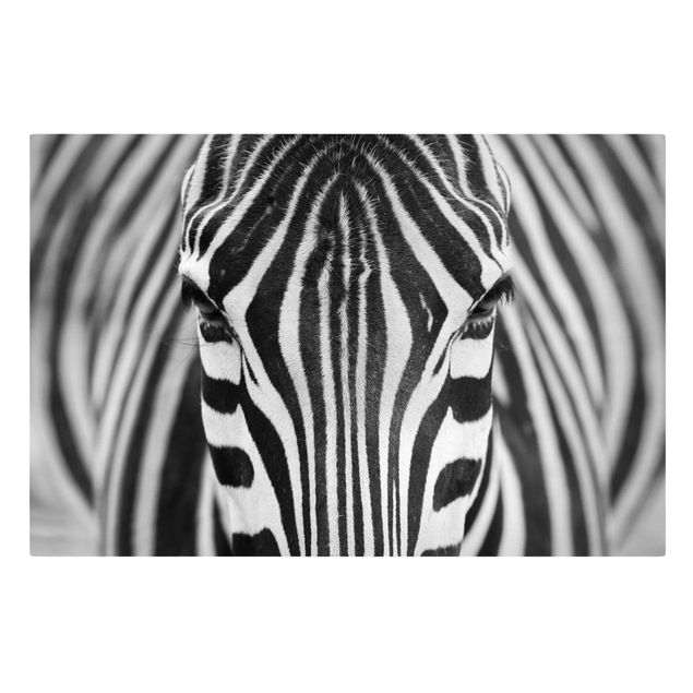 Quadro moderno Sguardo da zebra