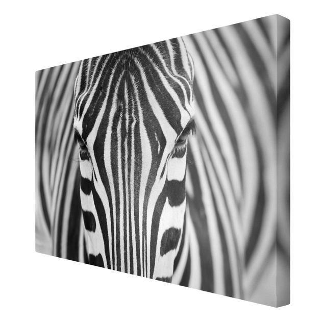 Quadri in bianco e nero Sguardo da zebra