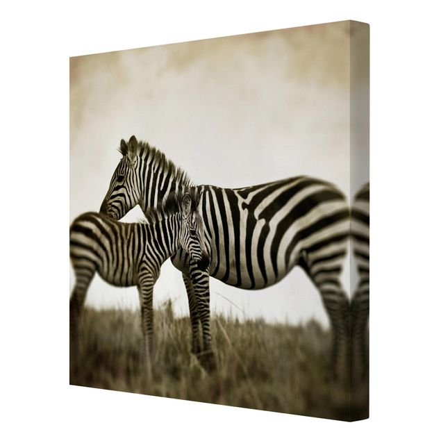 Quadro animali Coppia di zebre