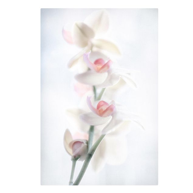 Quadro floreale Delicata orchidea