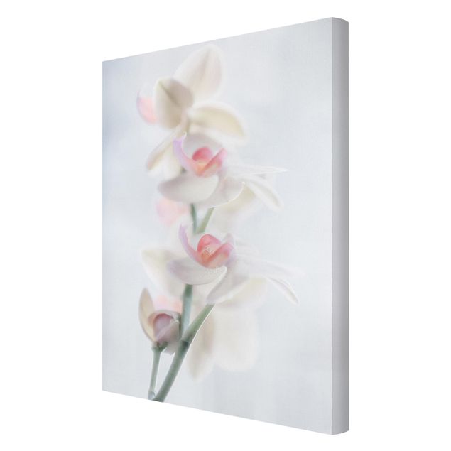 Quadri Delicata orchidea