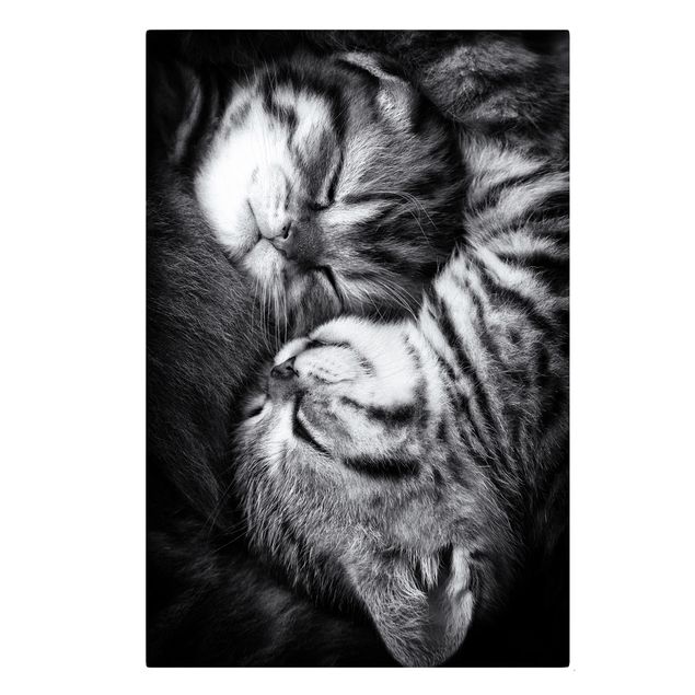 Quadri in bianco e nero Due gattini