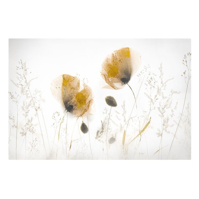 Quadri con fiori Fiori di papavero ed erbe delicate in una nebbia soffice