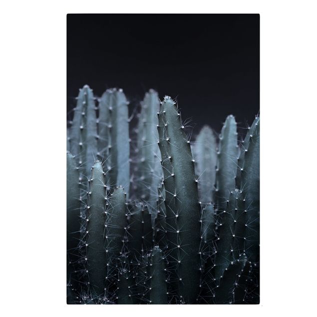 Quadri sfondo nero Cactus del deserto di notte
