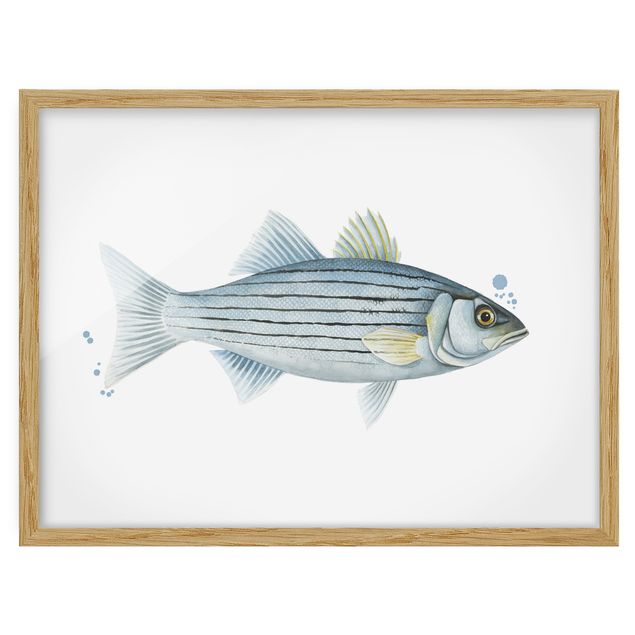 Quadro animali Pesca a colori - Persico bianco