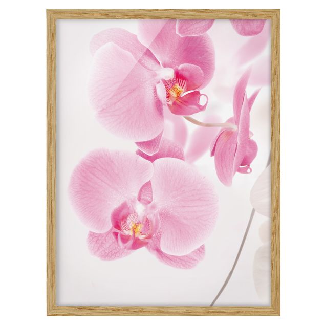 Quadri moderni   Orchidee delicate