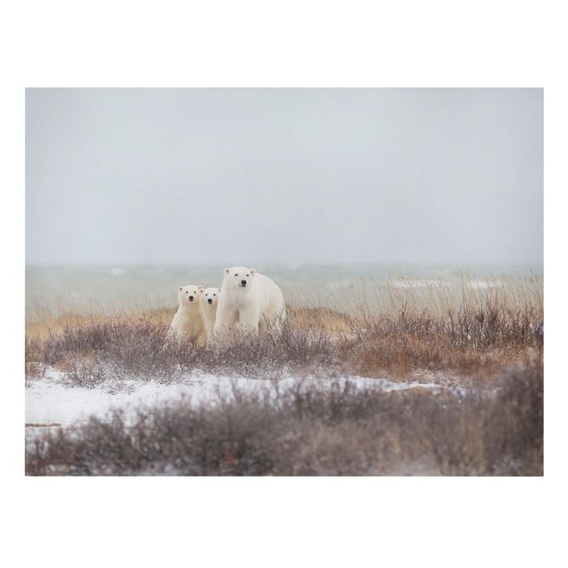 Quadri Orso polare e i suoi cuccioli