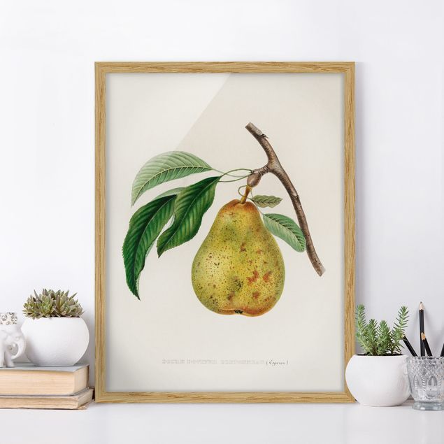 Quadro frutta Illustrazione botanica vintage Pera gialla